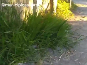 Vídeo: Matagal em principal via de acesso a Rodoviária preocupa esplanadenses