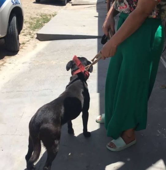 Polícia Militar resgata cão que sofreu agressão pelo tutor em Entre Rios