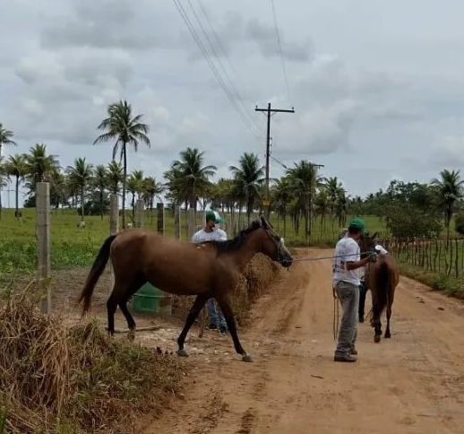 Secretaria de Meio Ambiente realiza apreensão de animais de grande porte soltos em estradas rurais de Esplanada