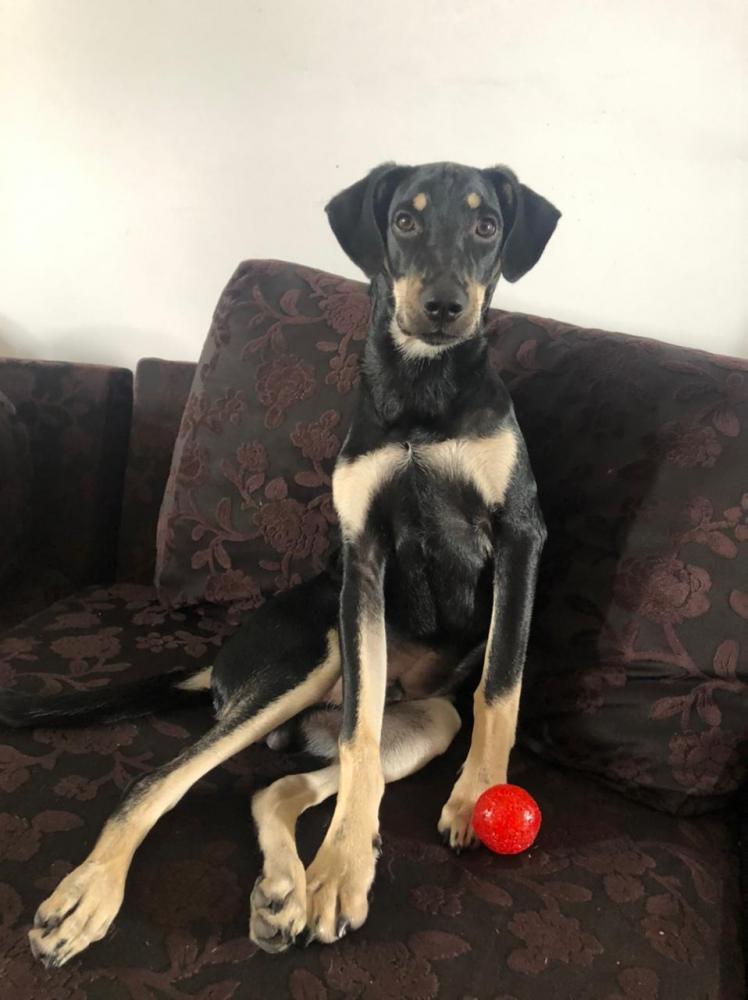Mulher procura cachorro perdido no centro de Esplanada