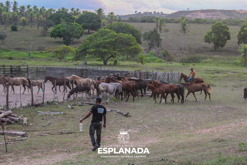Prefeitura segue tirando animais de grande porte de vias públicas de Esplanada